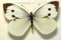 Капустница (бабочка) — Википедия